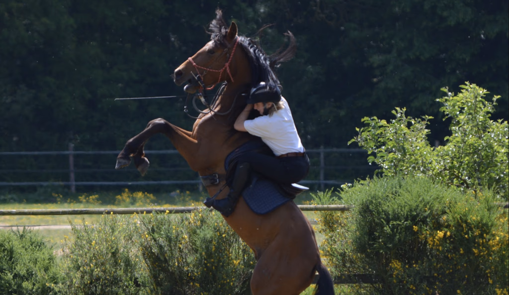 Cheval en cours de rééducation comportementale en extérieur